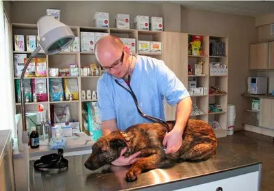 Cztery Łapy. Przychodnia weterynaryjna